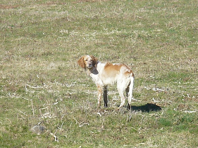 Hindy Du Pic De La Gentiane