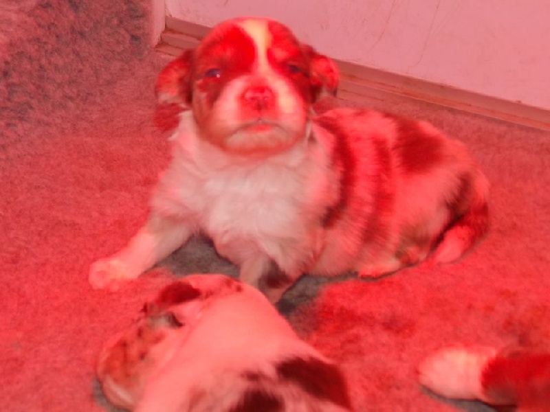 Chiots de Jump et Houchka