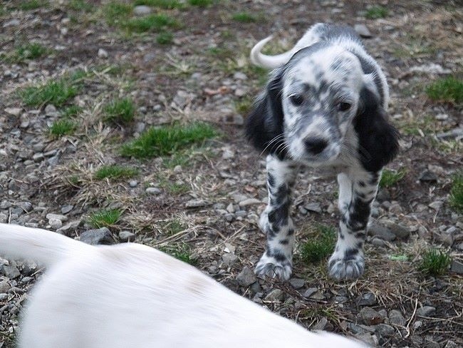Photos des chiots de Hindy et Cowboy nés le 07/10/2015