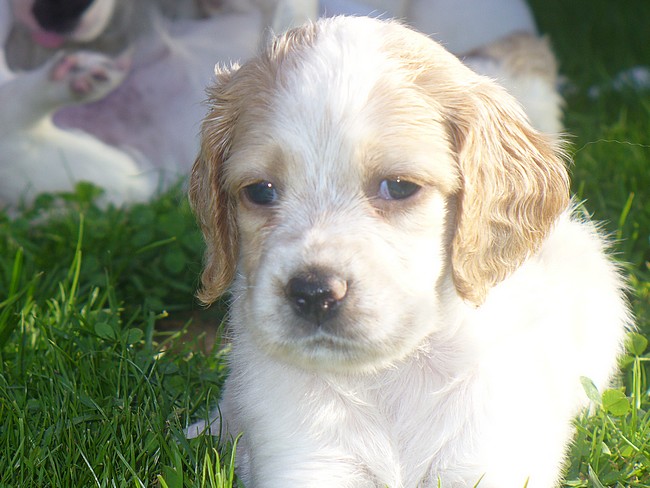 Photos des chiots d'Elfy de l'aile rousse et d'Ussan du mas d'eyraud