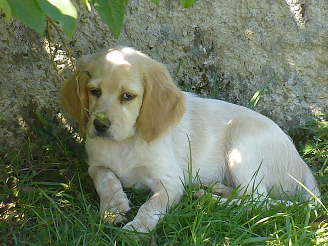Dernières photos des chiots d'elfy et d'ussan du mas d'eyraud